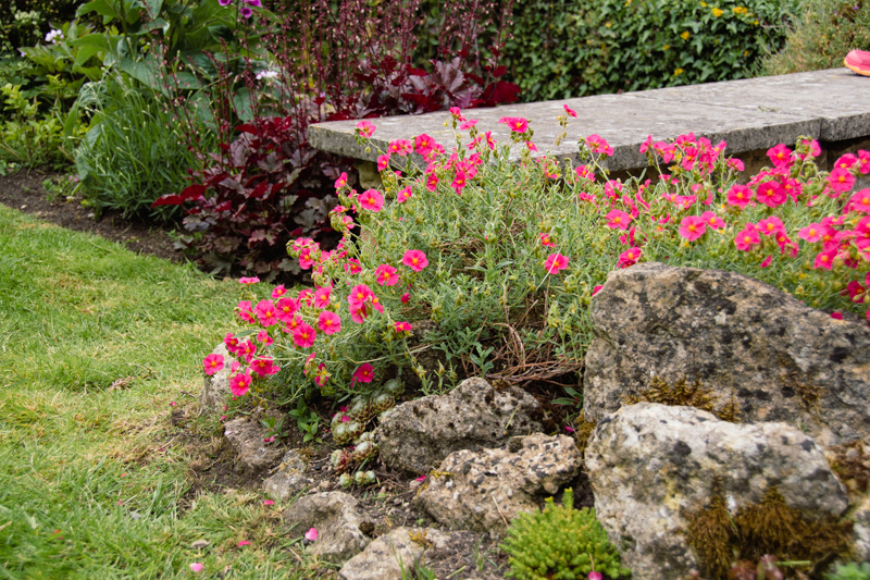 Rose Above - Borders