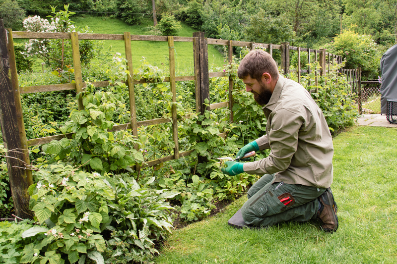 Rose Above - Garden Maintenance